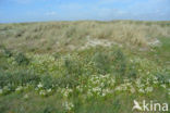 Northern Grass-of-parnassus (Parnassia palustris)