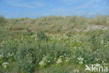 Parnassia (Parnassia palustris) 