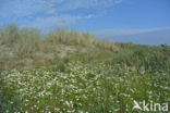 Northern Grass-of-parnassus (Parnassia palustris)