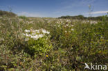 Parnassia (Parnassia palustris)