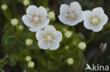 Parnassia (Parnassia palustris)