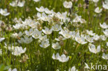 Northern Grass-of-parnassus (Parnassia palustris)