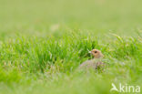 Grey Partridge (Perdix perdix)