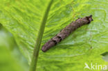 Perzikkruiduil (Melanchra persicariae)