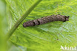 Perzikkruiduil (Melanchra persicariae)