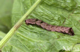 Perzikkruiduil (Melanchra persicariae)