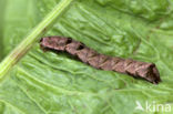 Perzikkruiduil (Melanchra persicariae)