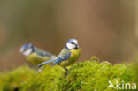 Blue Tit (Parus caeruleus)