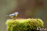 Blue Tit (Parus caeruleus)