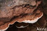 Platte tonderzwam (Ganoderma lipsiense)