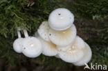 Porcelain fungus (Oudemansiella mucida)