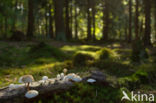 Porcelain fungus (Oudemansiella mucida)