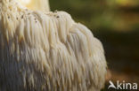 Bearded tooth (Hericium erinaceus)