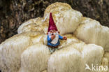 Bearded tooth (Hericium erinaceus)