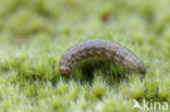 Shuttle-shaped Dart (Agrotis puta)