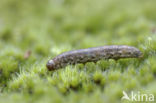 Shuttle-shaped Dart (Agrotis puta)