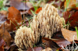 Upright coral (Ramaria stricta)