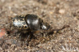 Rechthoornpillendraaier (Onthophagus nuchicornis)