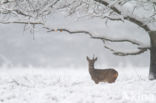 Roe Deer (Capreolus capreolus)