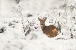 Roe Deer (Capreolus capreolus)