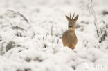 Roe Deer (Capreolus capreolus)