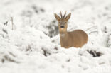 Roe Deer (Capreolus capreolus)