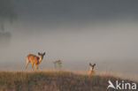 Ree (Capreolus capreolus)
