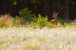 Roe Deer (Capreolus capreolus)