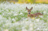 Roe Deer (Capreolus capreolus)