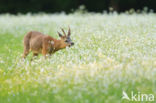 Roe Deer (Capreolus capreolus)