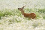 Roe Deer (Capreolus capreolus)