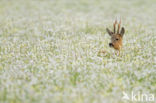 Roe Deer (Capreolus capreolus)