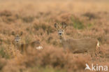 Roe Deer (Capreolus capreolus)