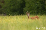 Ree (Capreolus capreolus)