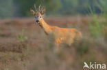 Roe Deer (Capreolus capreolus)