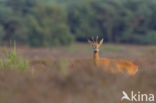 Roe Deer (Capreolus capreolus)