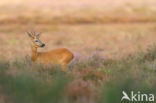 Roe Deer (Capreolus capreolus)