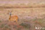 Roe Deer (Capreolus capreolus)