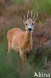 Roe Deer (Capreolus capreolus)