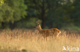 Roe Deer (Capreolus capreolus)