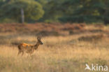 Roe Deer (Capreolus capreolus)