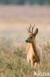 Roe Deer (Capreolus capreolus)