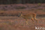 Roe Deer (Capreolus capreolus)