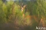 Roe Deer (Capreolus capreolus)