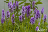 Rietorchis (Dactylorhiza praetermissa)