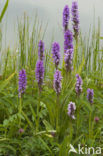 Rietorchis (Dactylorhiza praetermissa)