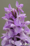 Rietorchis (Dactylorhiza praetermissa)