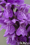 Rietorchis (Dactylorhiza praetermissa)