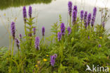 Rietorchis (Dactylorhiza praetermissa)