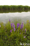 Rietorchis (Dactylorhiza praetermissa)